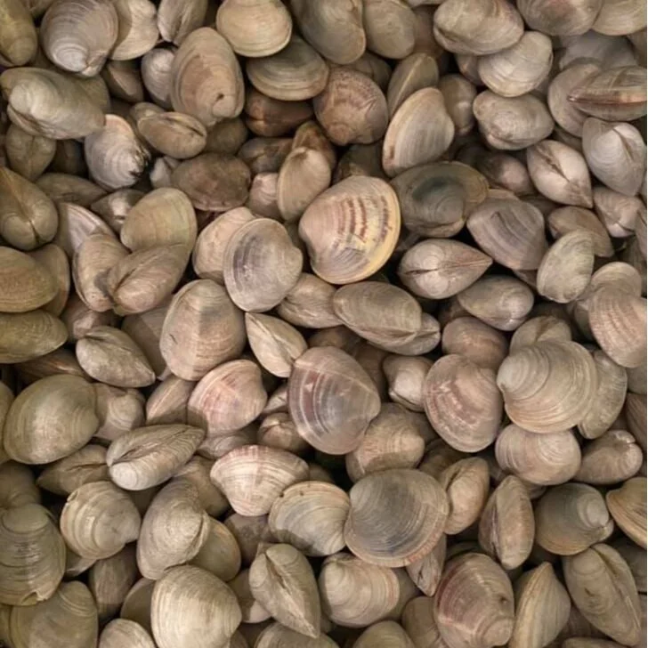 123393853_184149869959881_3674002084481437334_n A close-up view of a variety of clams, showcasing their smooth, rounded shells in shades of beige and brown, arranged closely together on a surface.