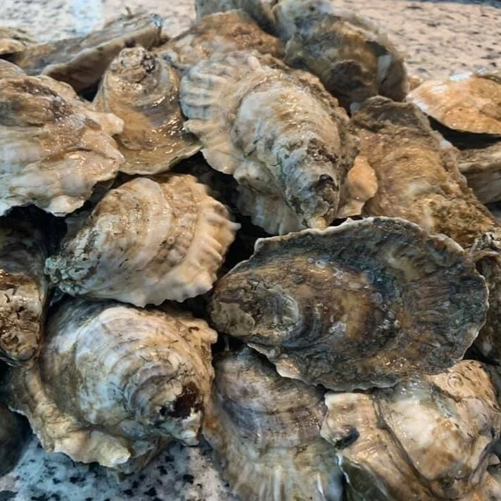 174844217_297242815317252_3543420234213952810_n A close-up view of a pile of fresh oysters on a granite surface, showcasing their textured shells and natural colors, ideal for seafood lovers and culinary enthusiasts.