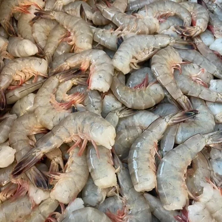 195387693_328863072155226_8673386846199965935_n Fresh, raw shrimp piled together, showcasing their translucent shells and pinkish tails, ideal for seafood dishes and culinary preparation.