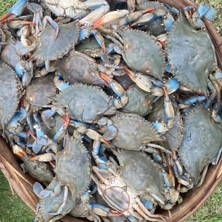 217467577_356806692694197_888156591573120136_n A basket filled with live blue crabs, showcasing their distinctive blue claws and grayish shells, ideal for seafood dishes and culinary preparations.