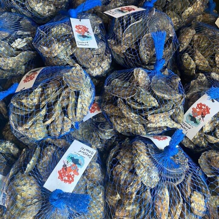 Bags of fresh, harvested oysters in blue mesh netting, labeled for sale at a seafood market, showcasing the bounty of the sea.